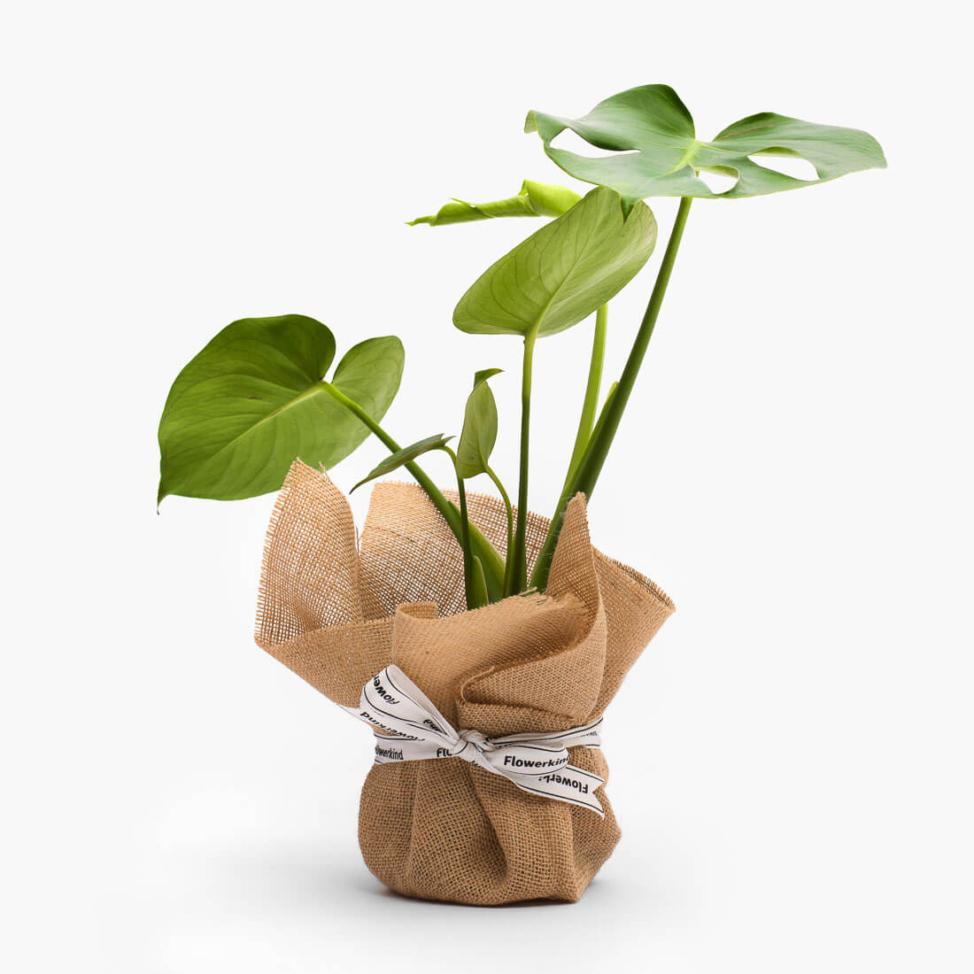 Delivering monstera indoor plant from Geelong