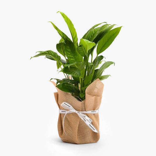 Geelong peace lily indoor plant delivery