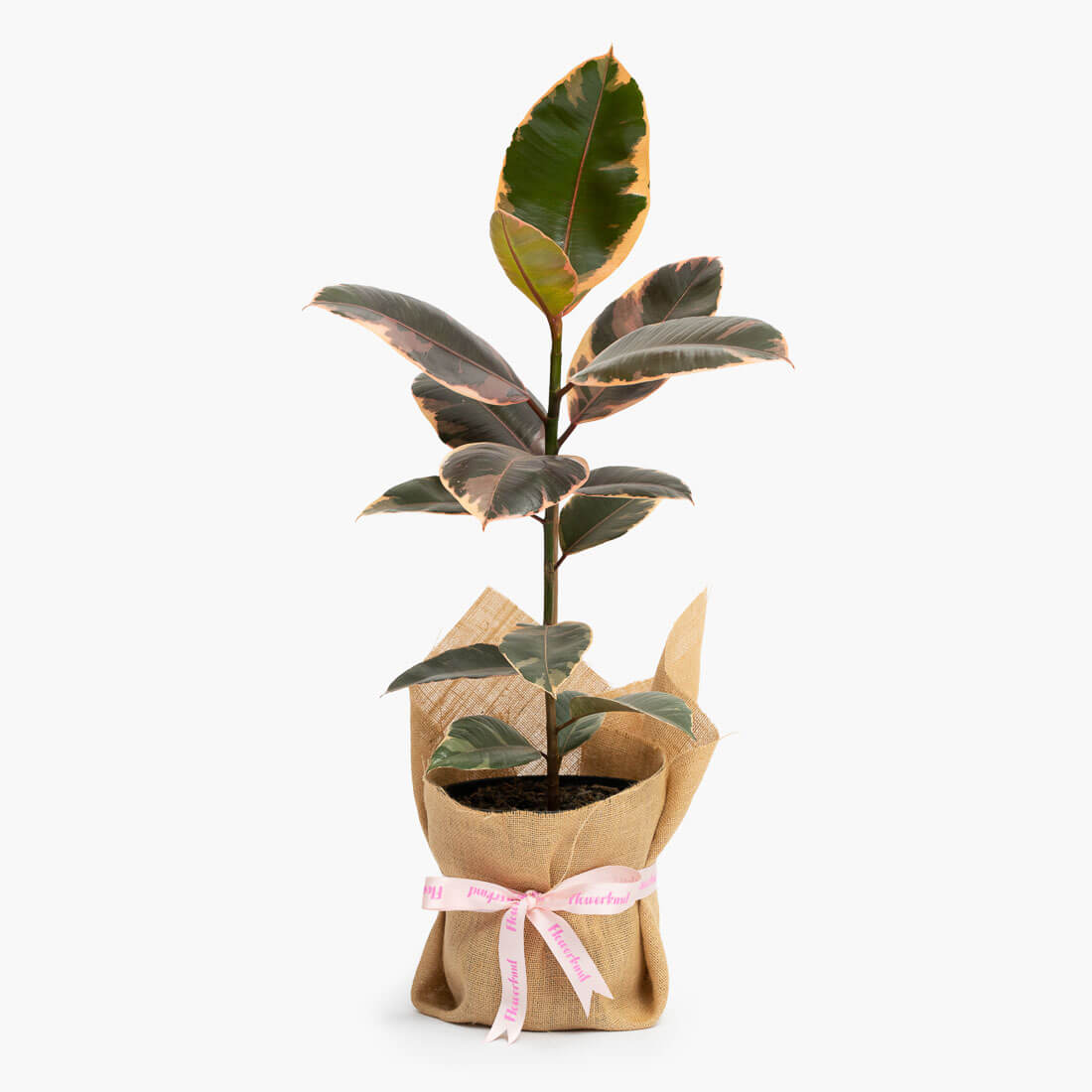 Ruby ficus indoor plant delivery in Geelong