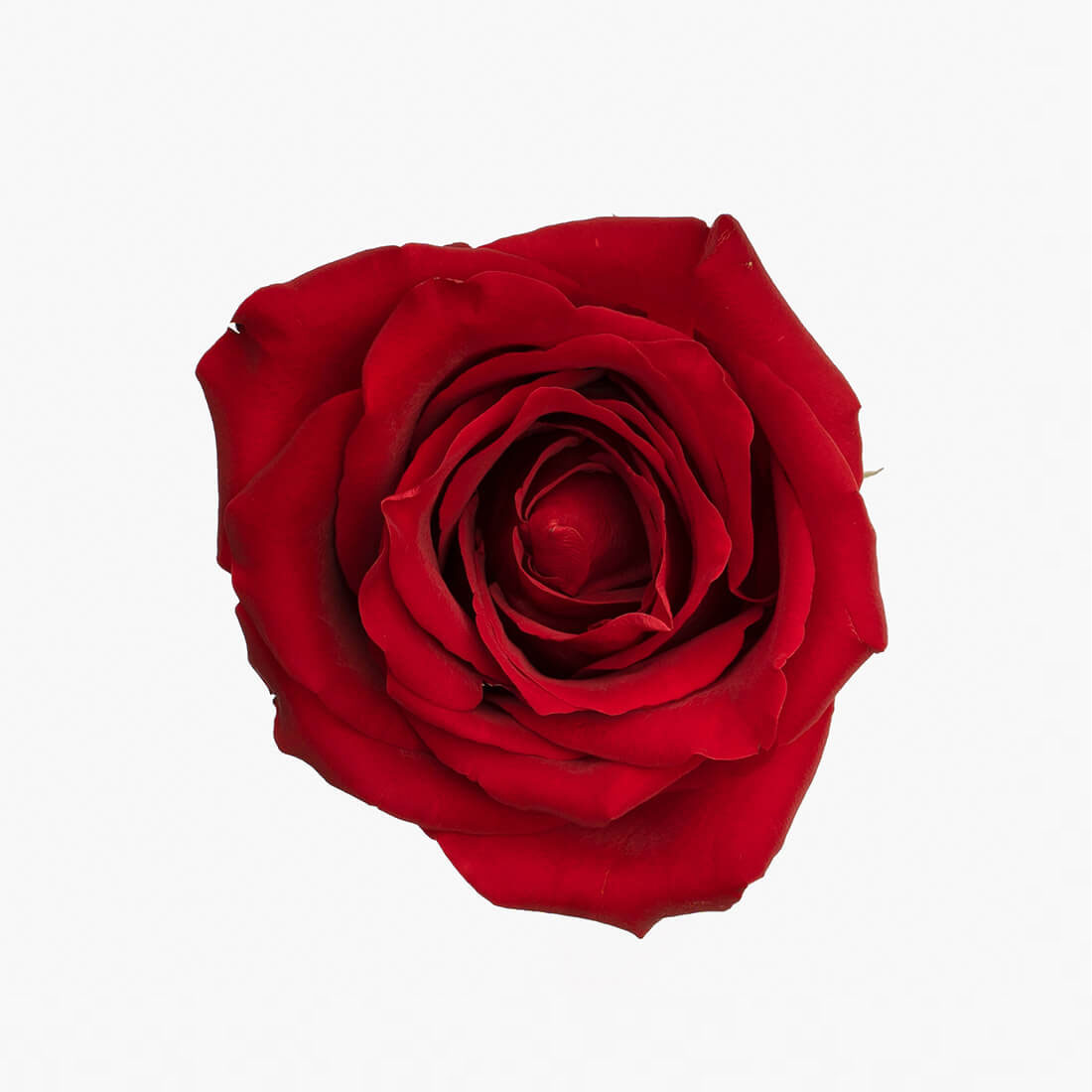 Geelong florist flowerkindness single red rose